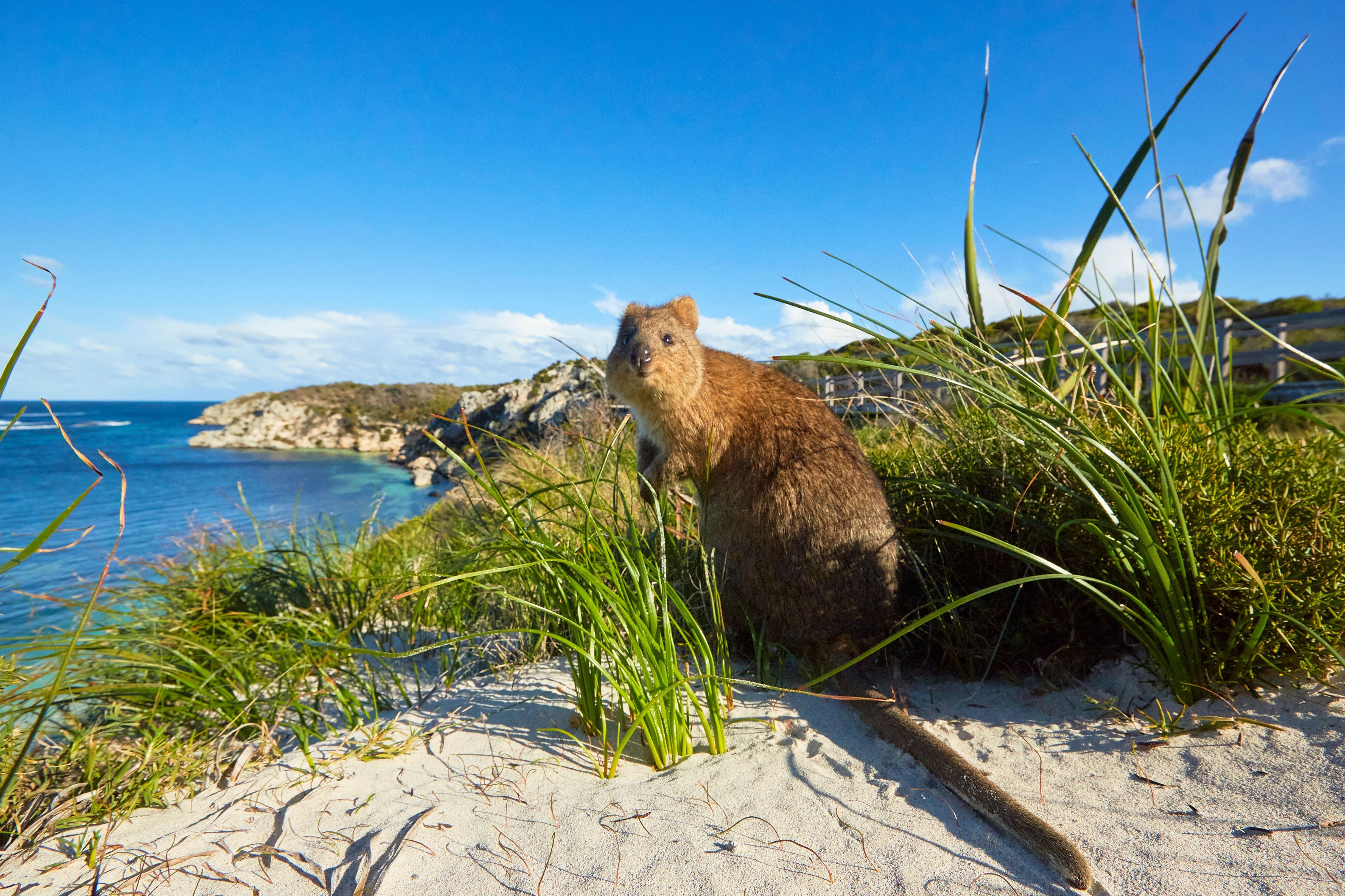 Quokka