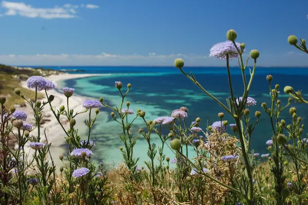 Daisies in Spring